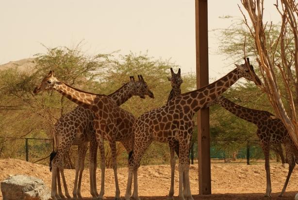 Giraffes at Al Ain Zoo.