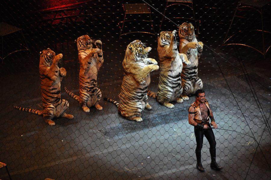 Ringling Brothers and Barnum and Bailey Circus Over the Top Tigers.