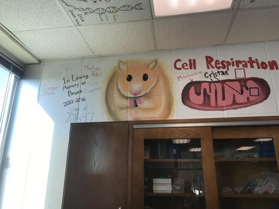 Students pay respects to Bruce, their fallen classmate and pet, in science teacher Craig Hoppe's room.