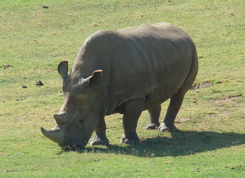 Angalifu, one of the last Northern Male Rhinos, he died in 2014 of old age.