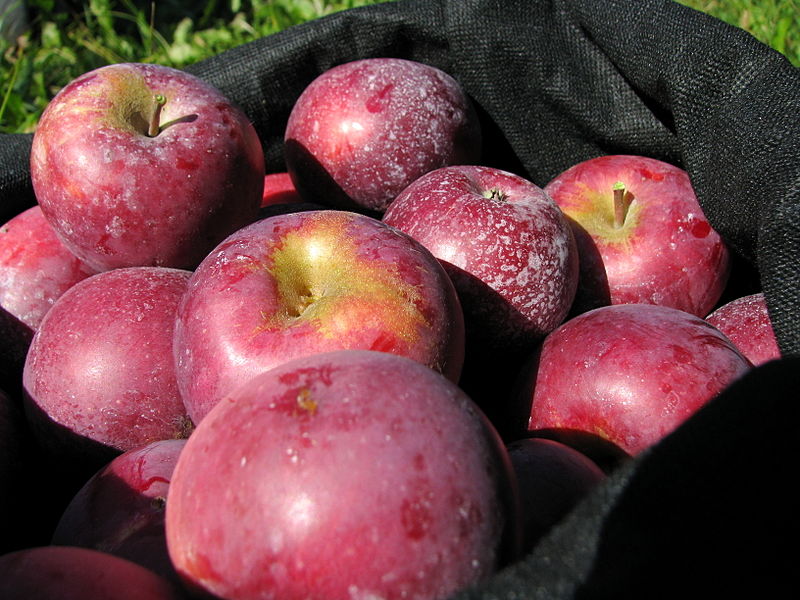 Apple picking is just one of the many activities that will get you in the fall spirit.