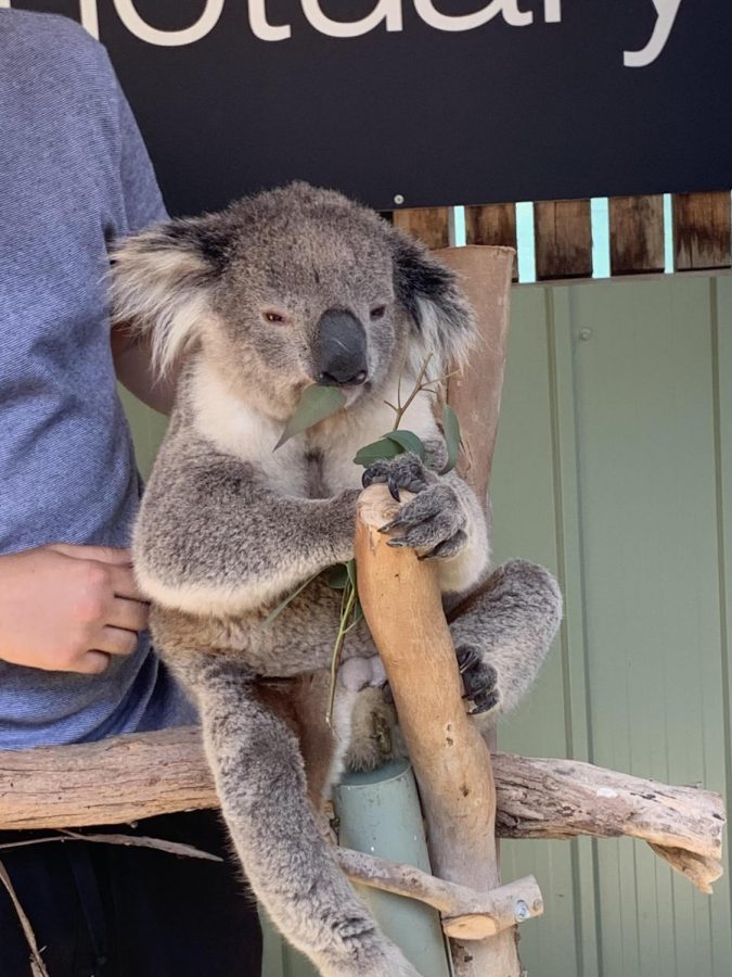 Australia's wildlife is in grave danger