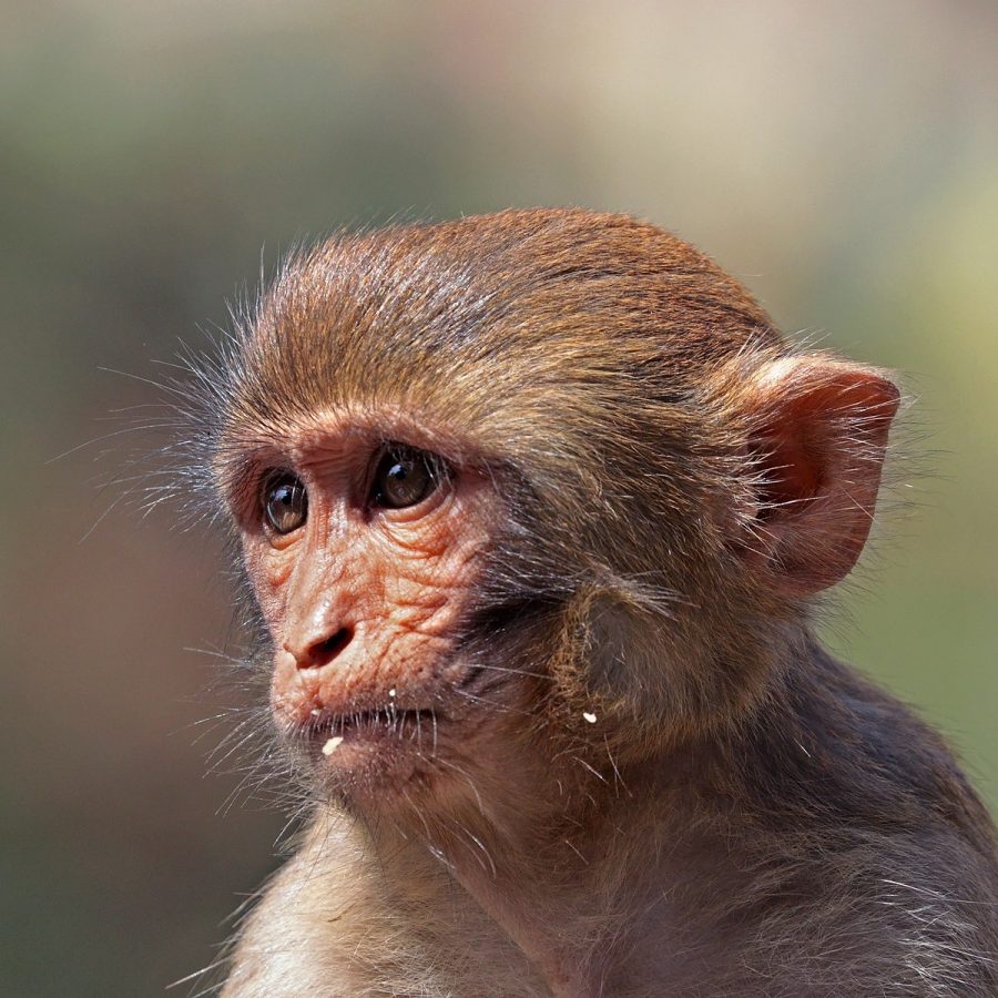 Six Rhesus Macaque Monkeys were tested in the Oxford study.