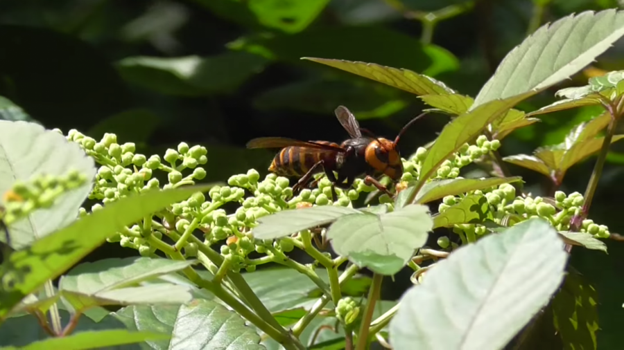 Asian Giant Hornets arrived to the West Coast from Japan. 