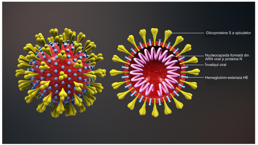 The scienitfic scheme of COVID-19.