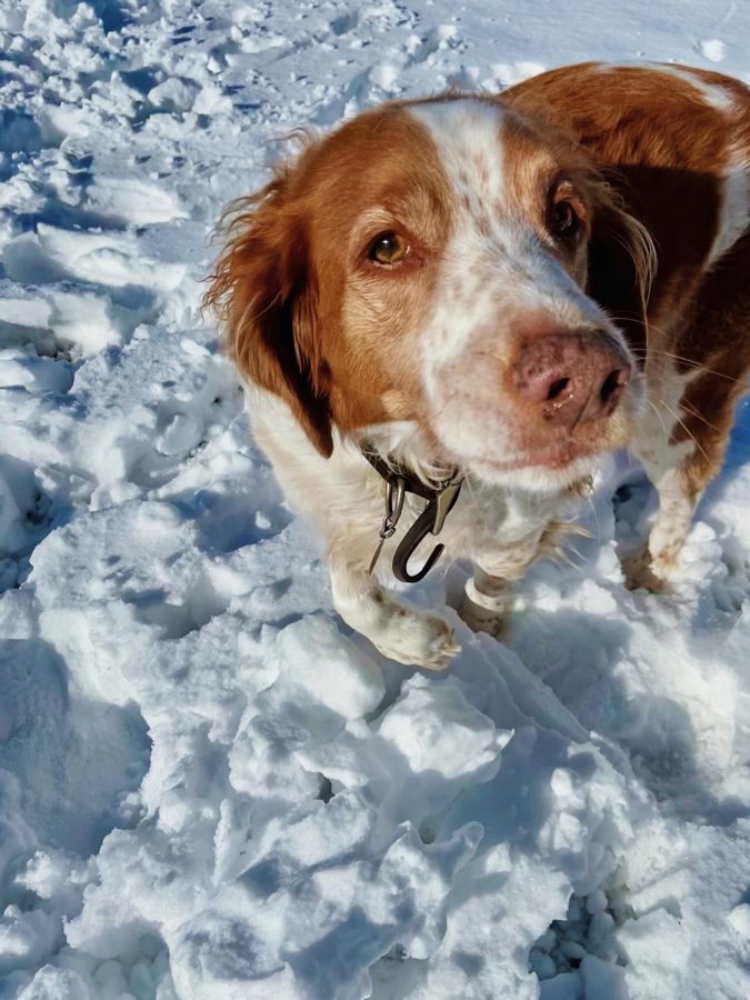 Even the dogs of Hillsborough enjoyed the snow day!