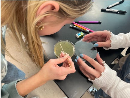 Junior AP Biology student Ella Karolewski selecting a bacterial clone. 