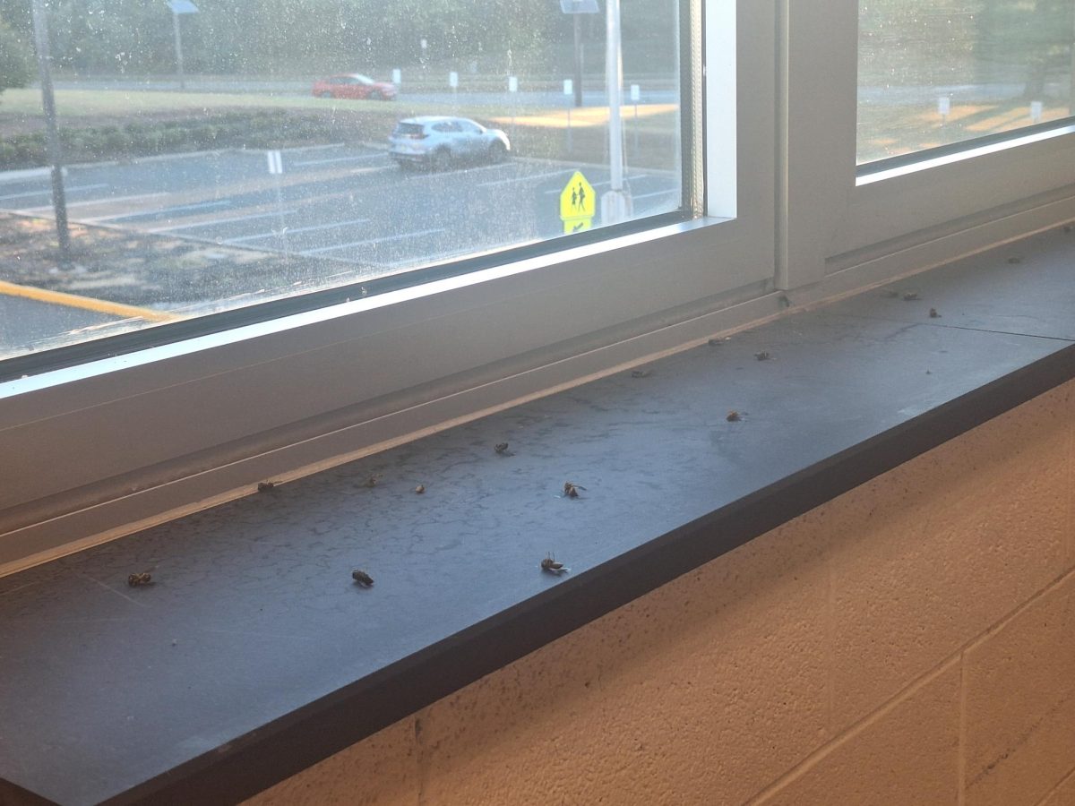 A window sill in the 800s hosts a bee graveyard after exterminators treated the area. 